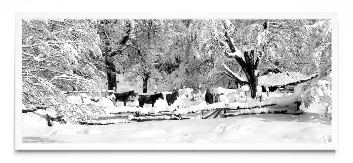Nobleza en invierno. - Pano H BL