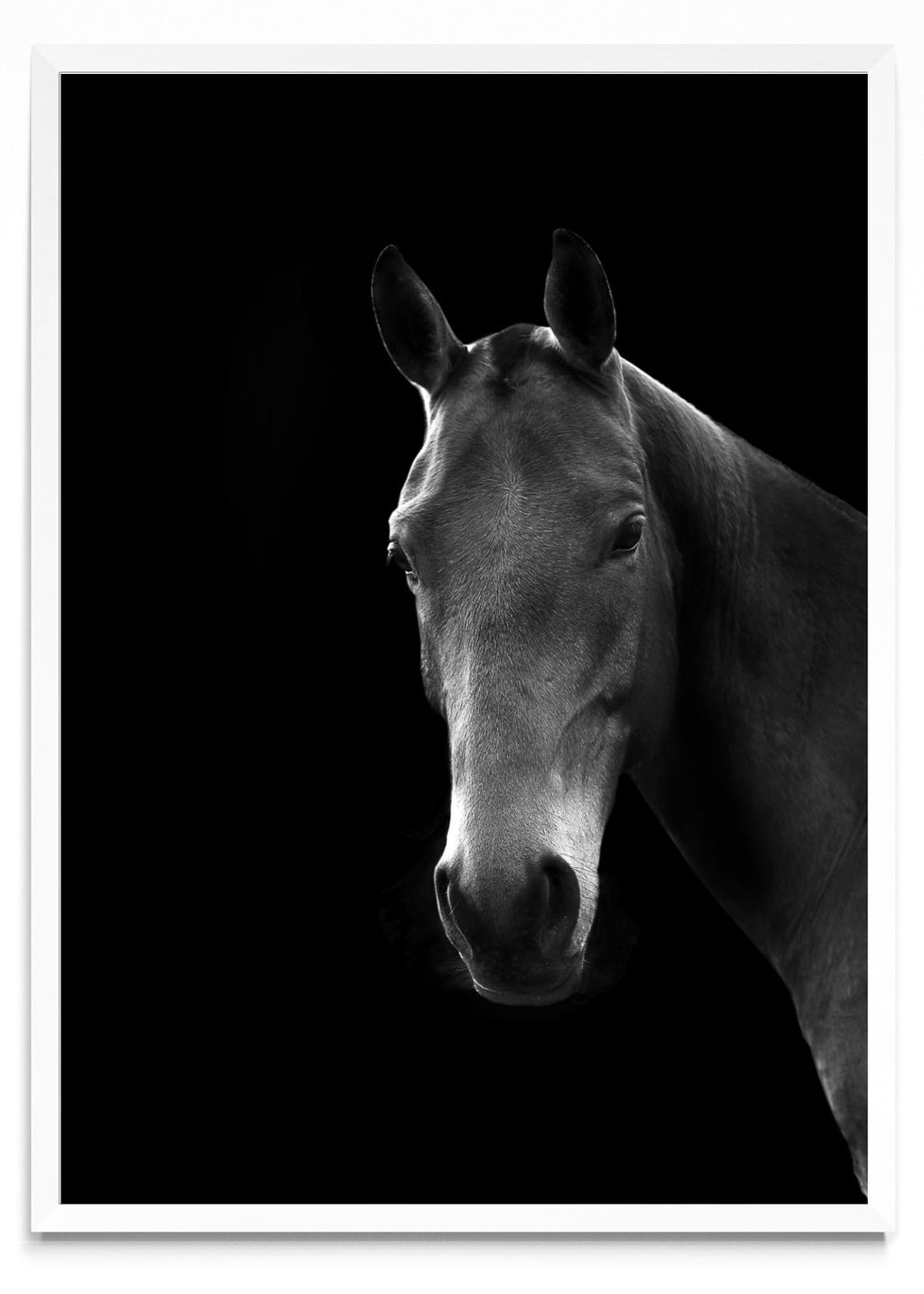 Mirada de un noble. - Retrato BL