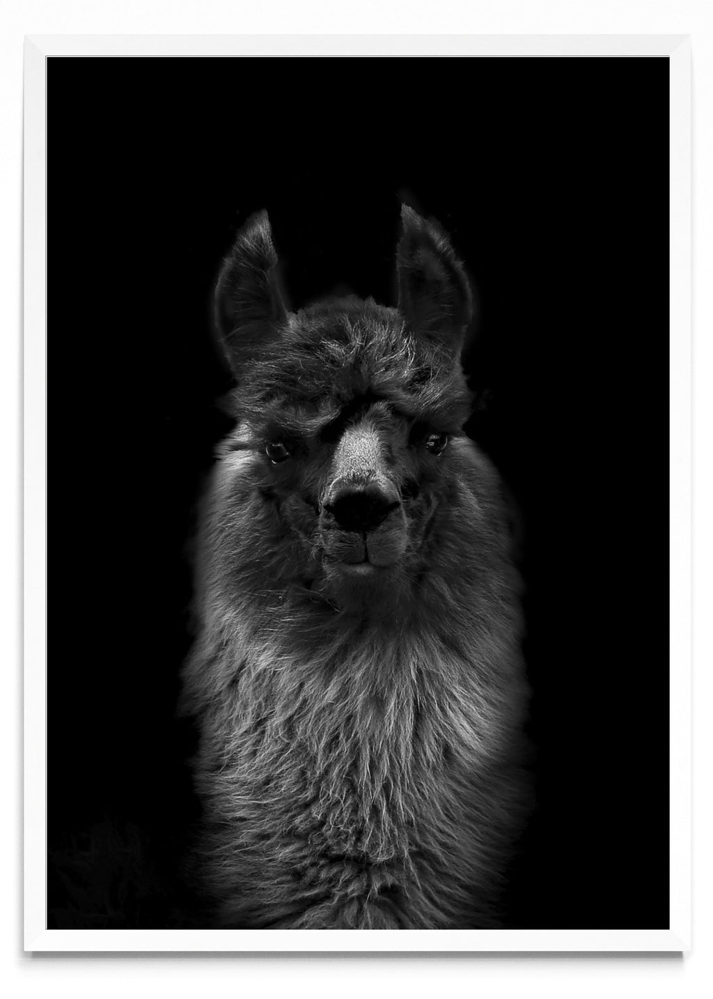 Mirada de una llama. - Retrato BL