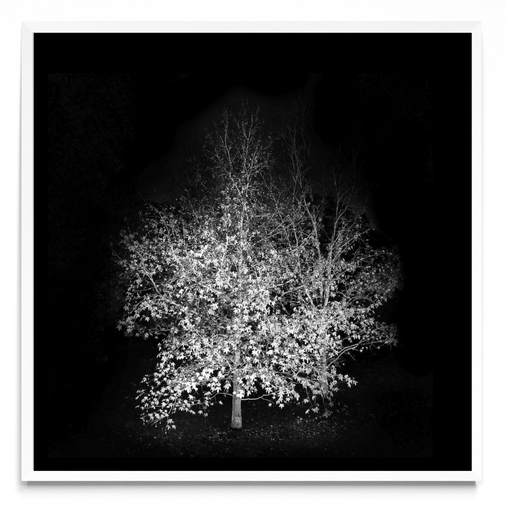 Noche de otoño. - Cuadrado BL