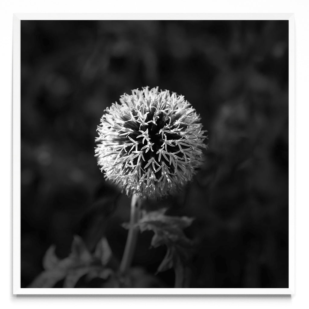 Lazos de una flor. - Cuadrado BL