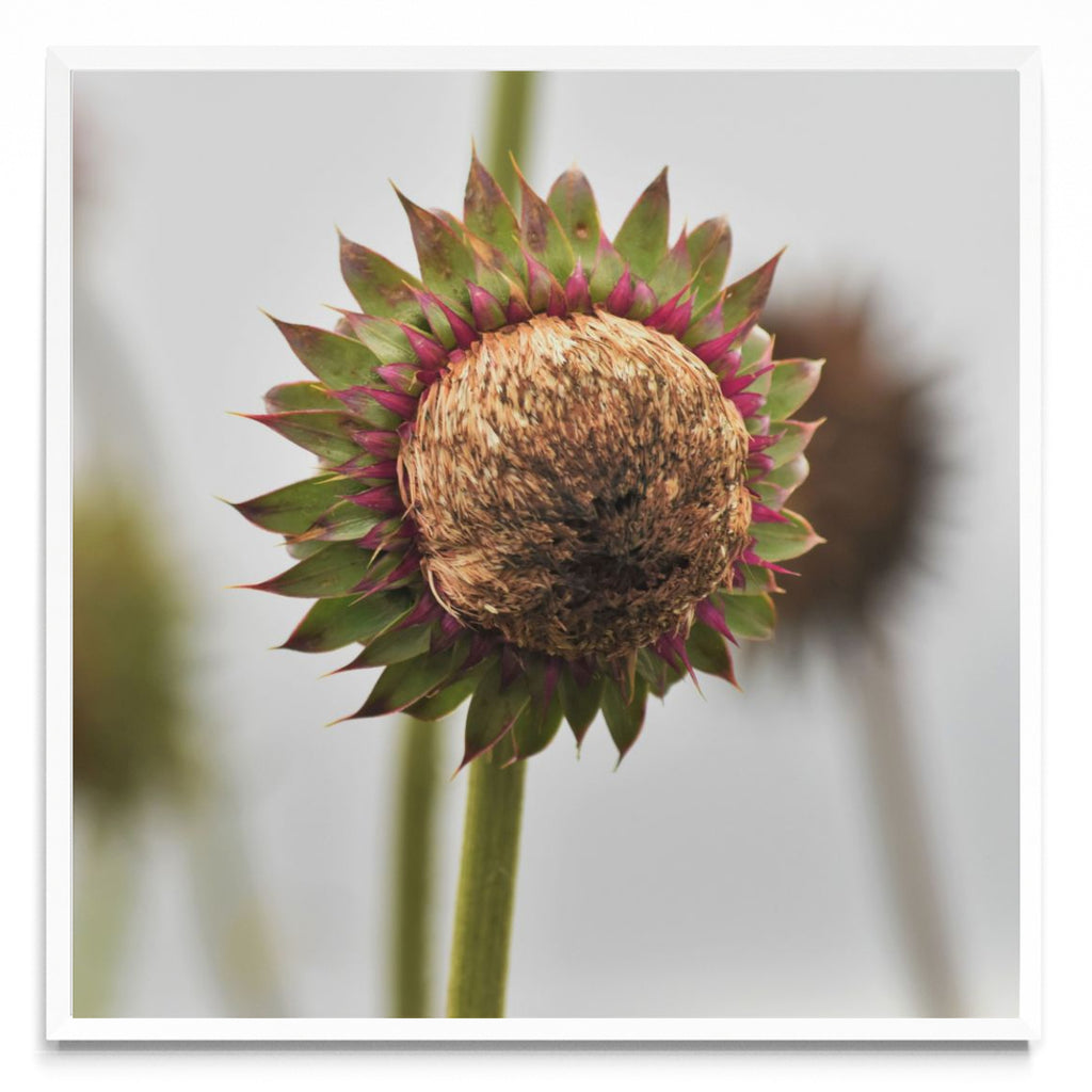 Serie Flores - Flor Silvestre 4 - Cuadrado BL