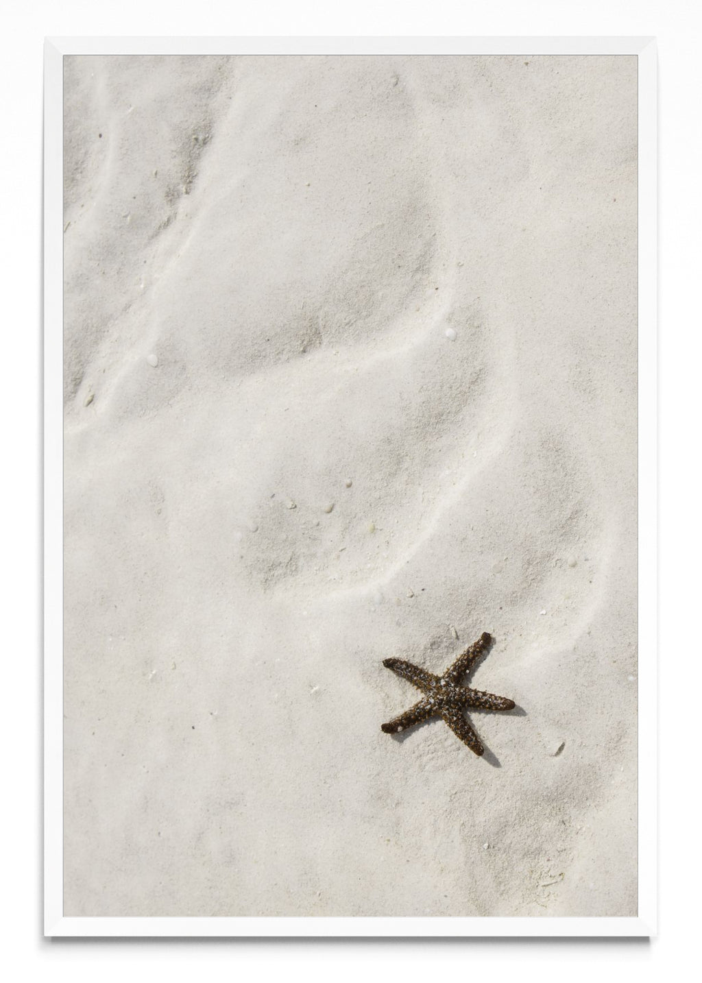 Estrella de mar - FotoV BL