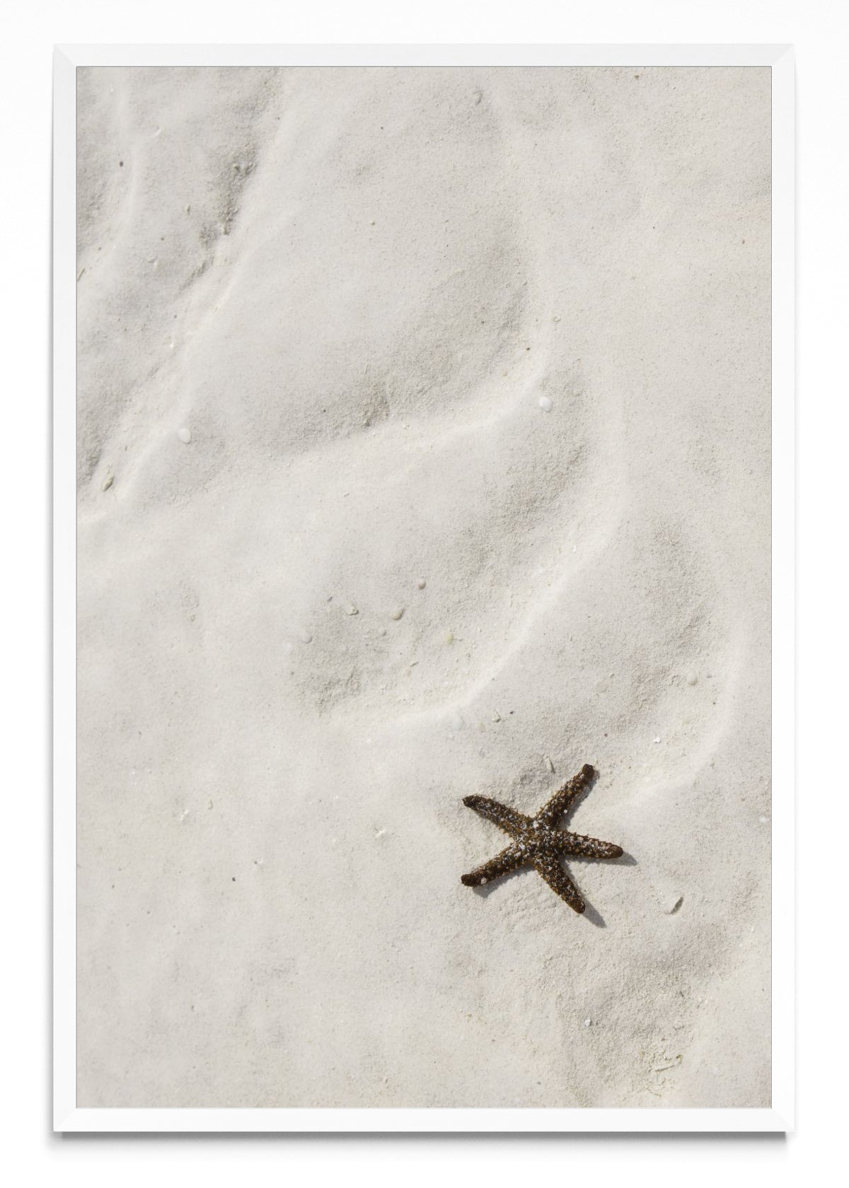 Estrella de mar - FotoV BL
