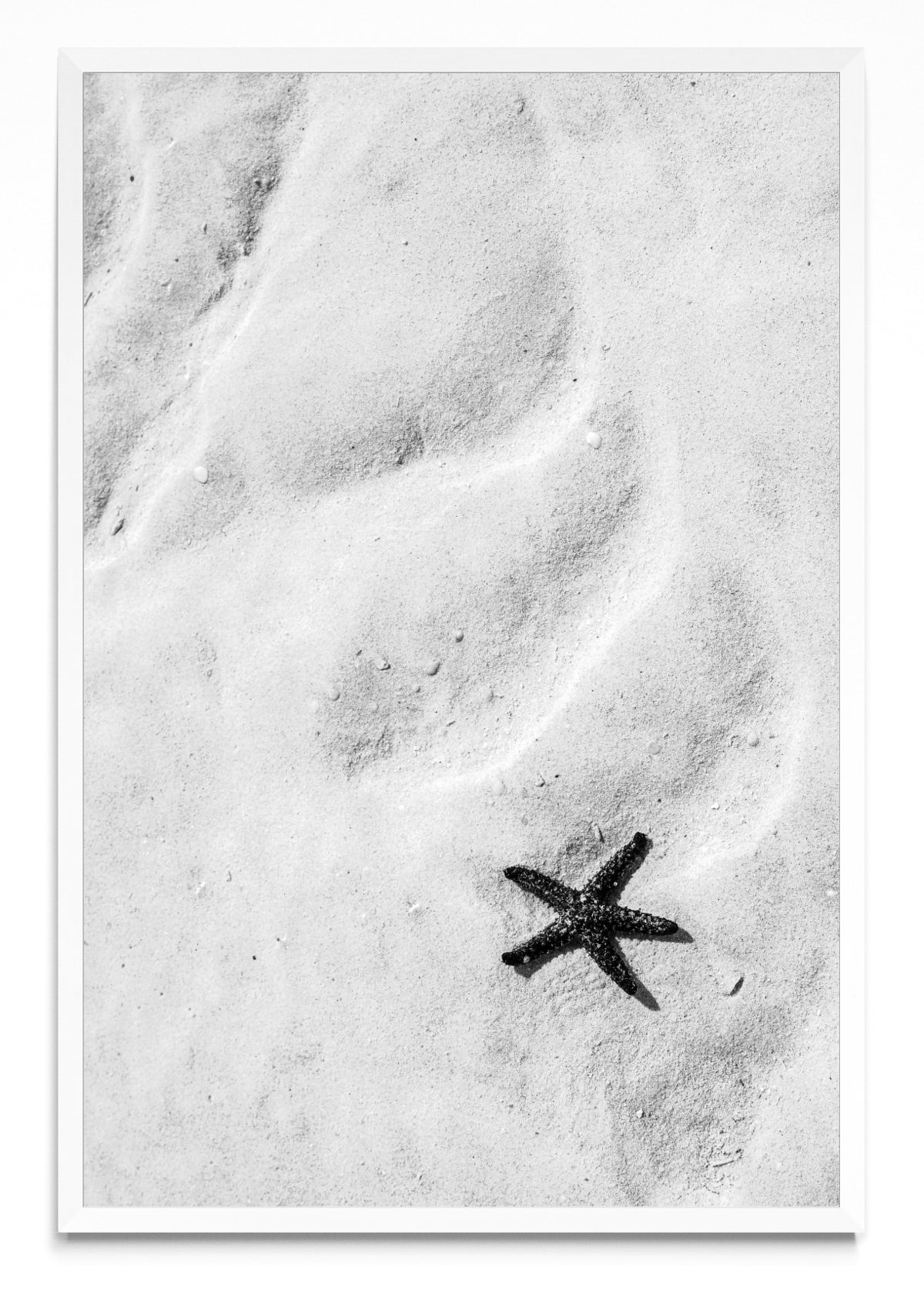 Estrella de mar (B&N) - FotoV BL