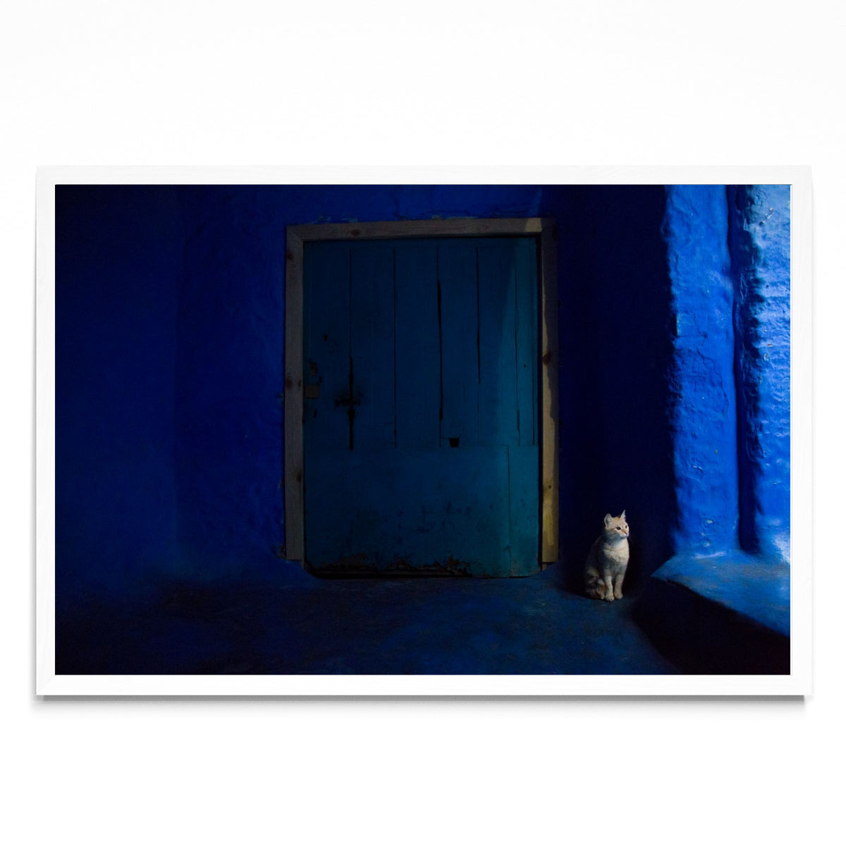 Gato en Blue - FotoH BL