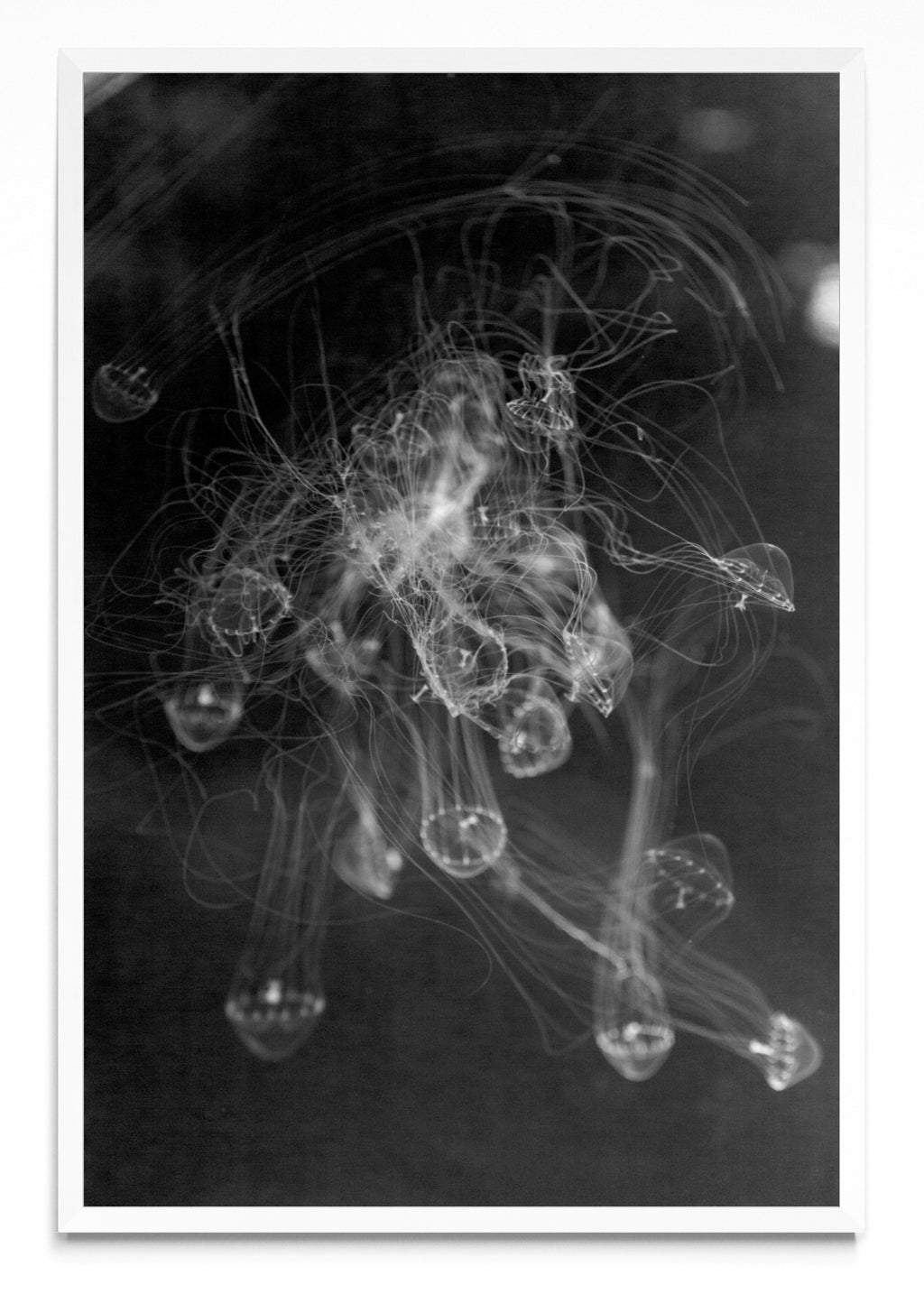 MEDUSAS - FotoV BL