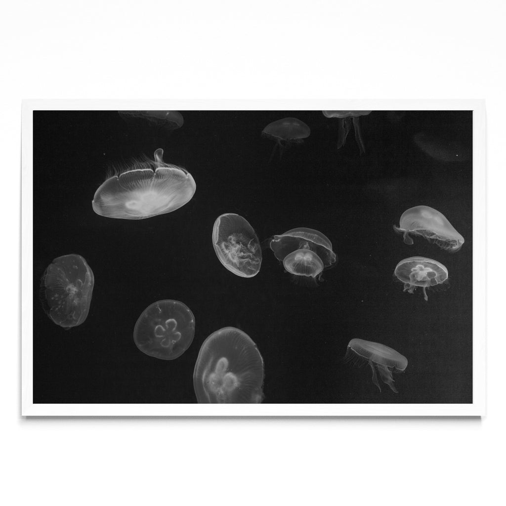 COSMOS - FotoH BL
