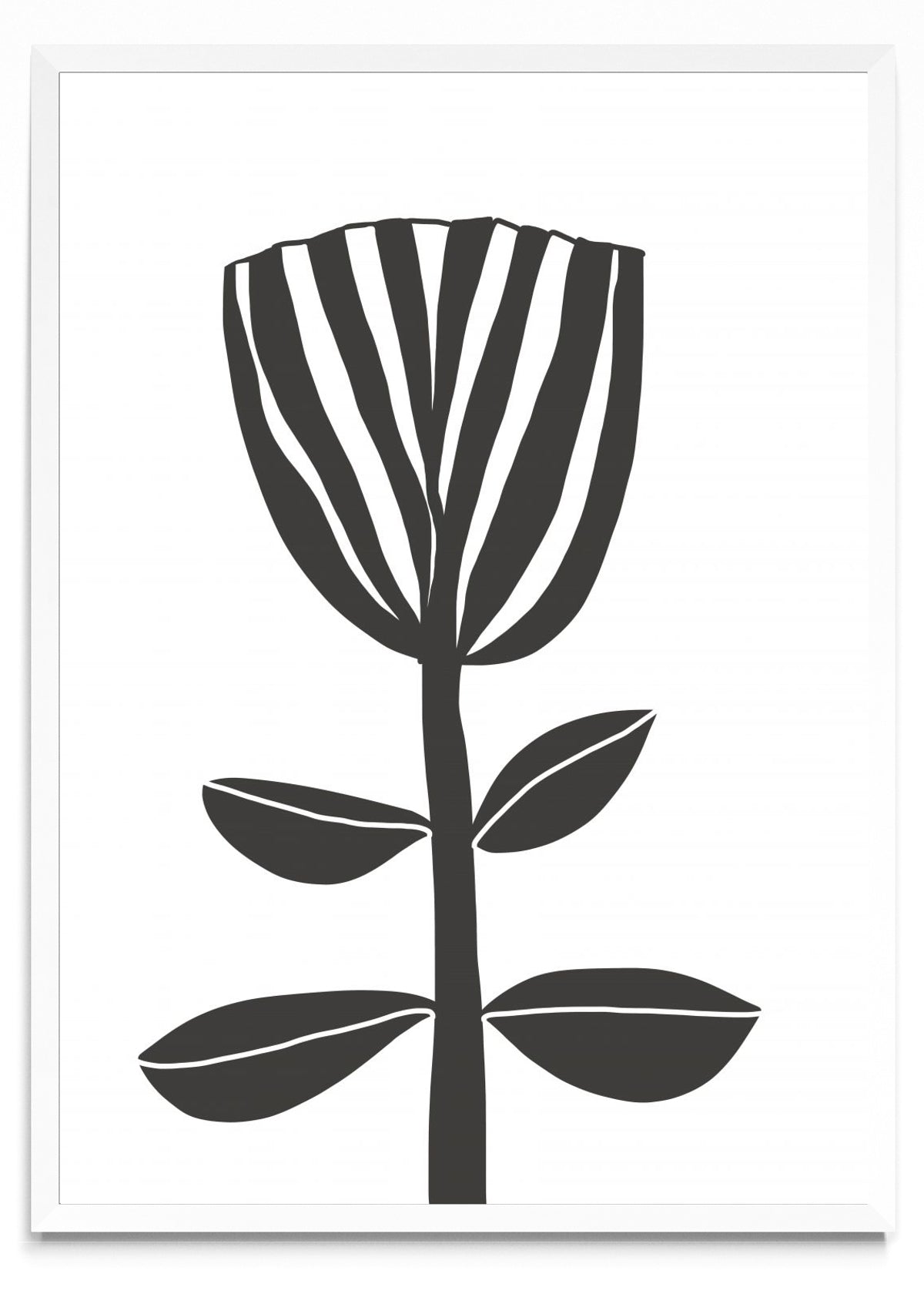 TULIPE - Retrato BL
