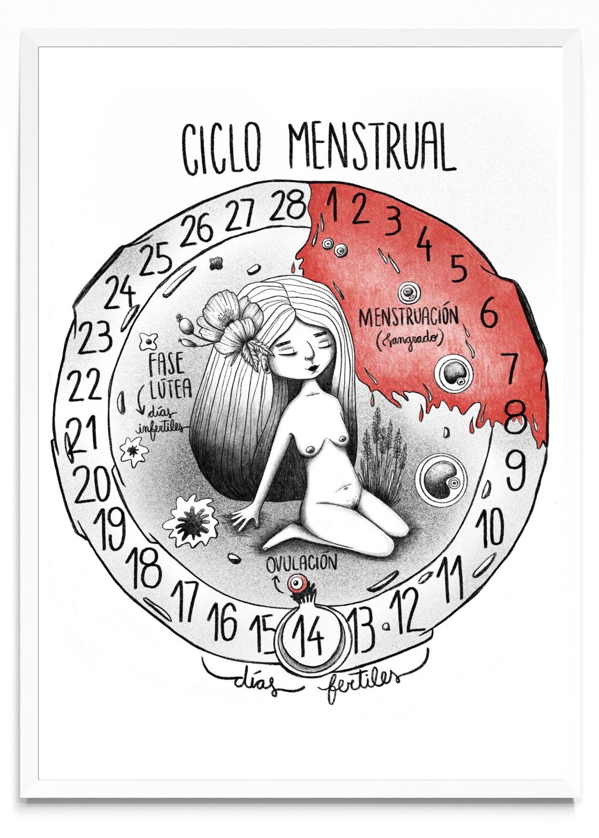 Ciclo menstrual - Retrato BL
