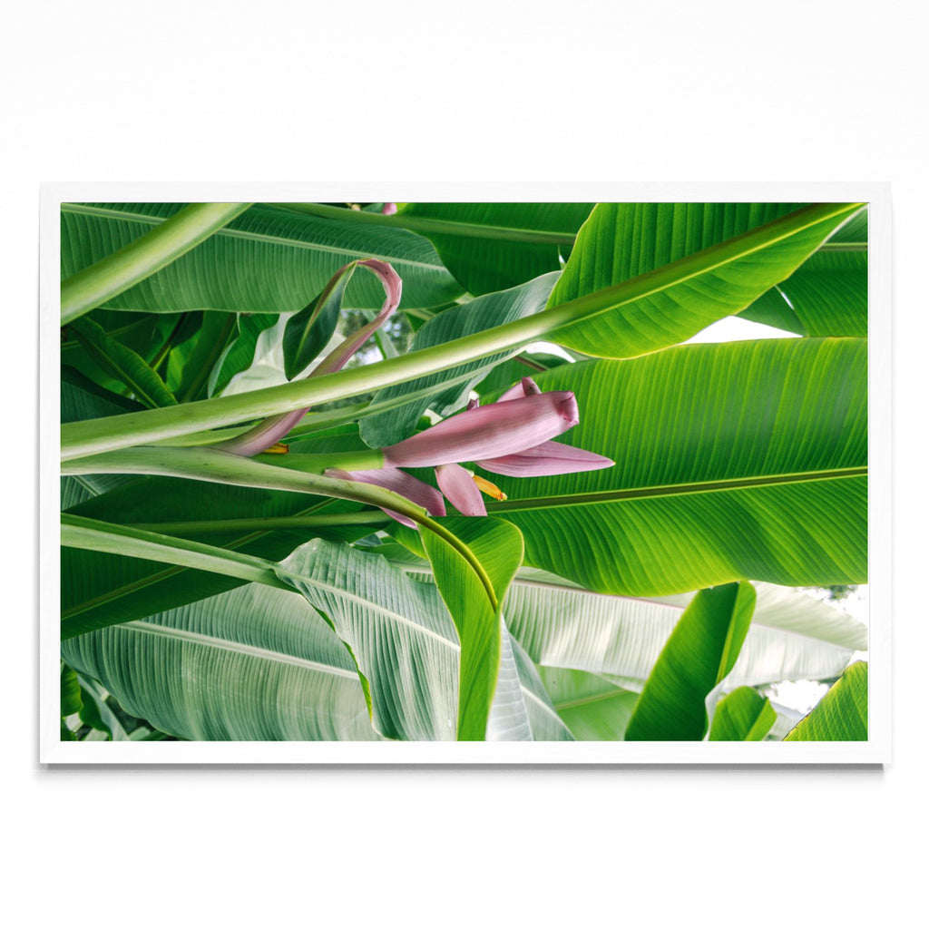 Flor rosada del platano - FotoH BL