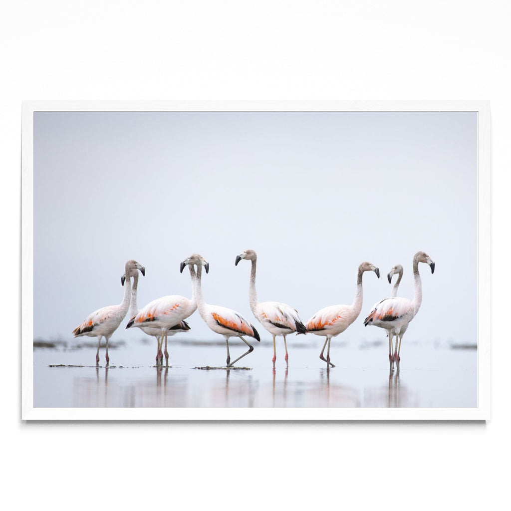 Flamencos - FotoH BL