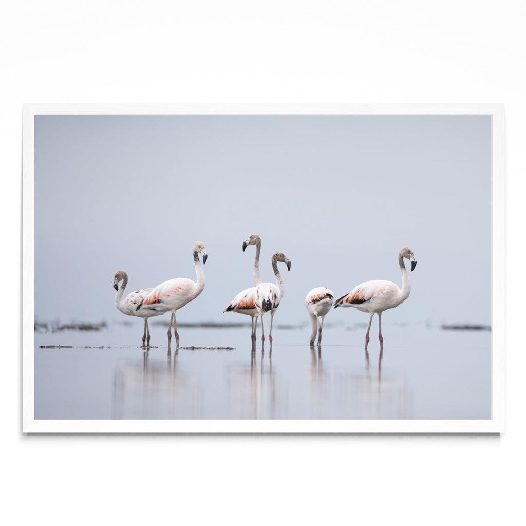 Flamencos 2 - FotoH BL