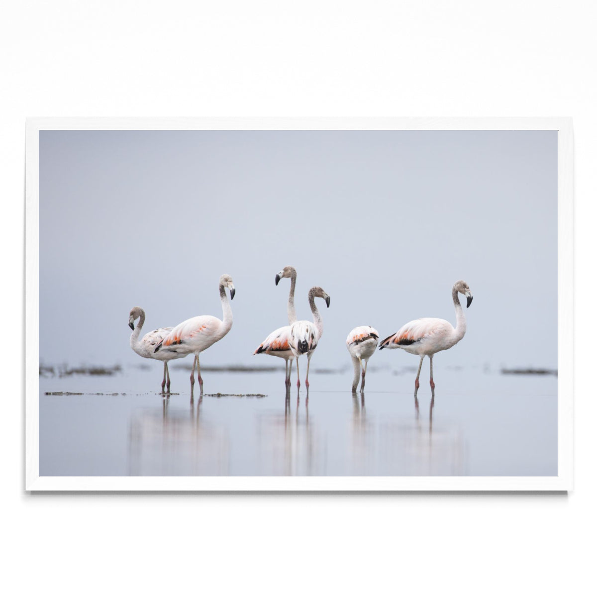 Flamencos 2 - FotoH BL