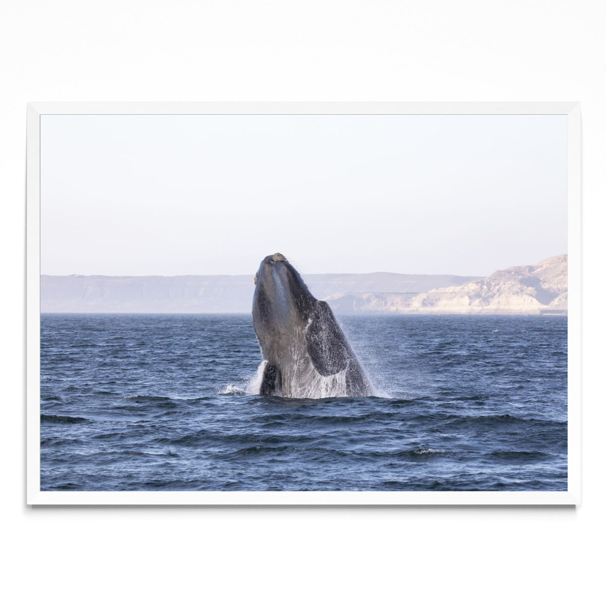 Ballena Franca Austral - Paisaje BL
