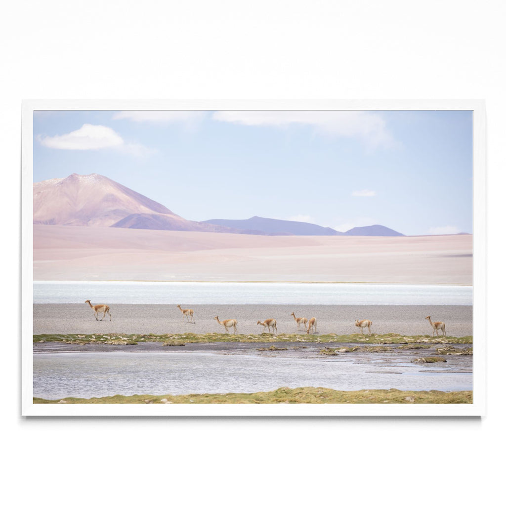 Vicuñas en las alturas - FotoH BL