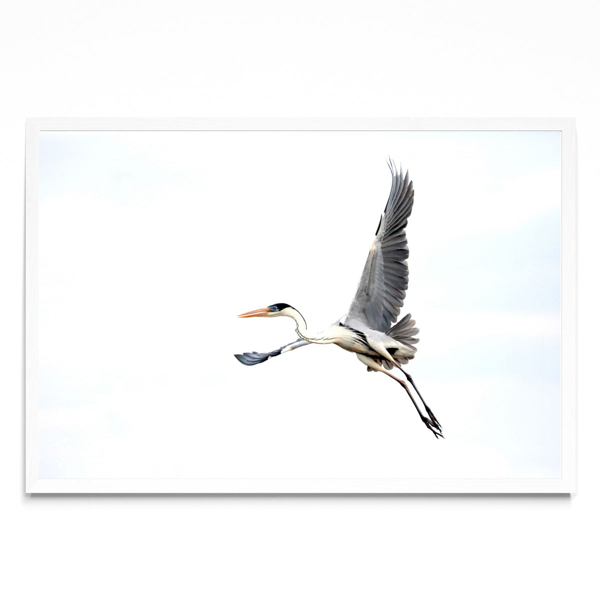 Garza Mora en vuelo - FotoH BL