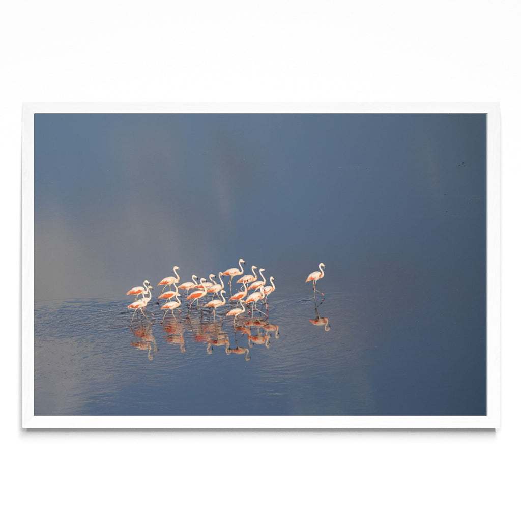 Flamencos Aerea horizontal - FotoH BL