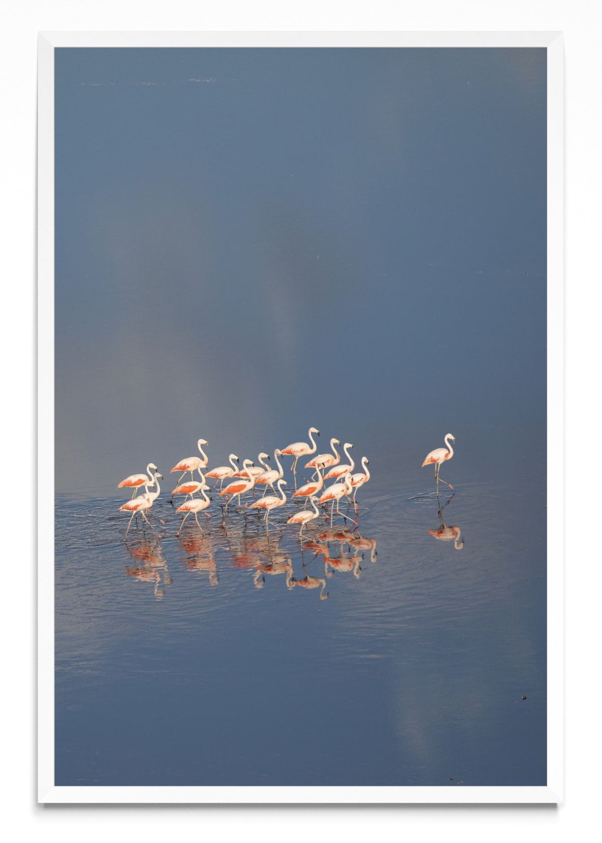 Flamencos aerea Vertical - FotoV BL