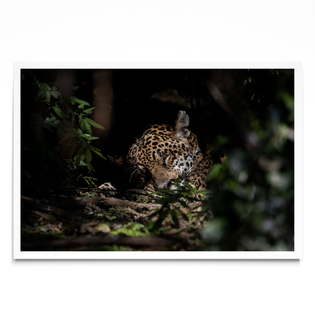 La siesta del Jaguar - FotoH BL