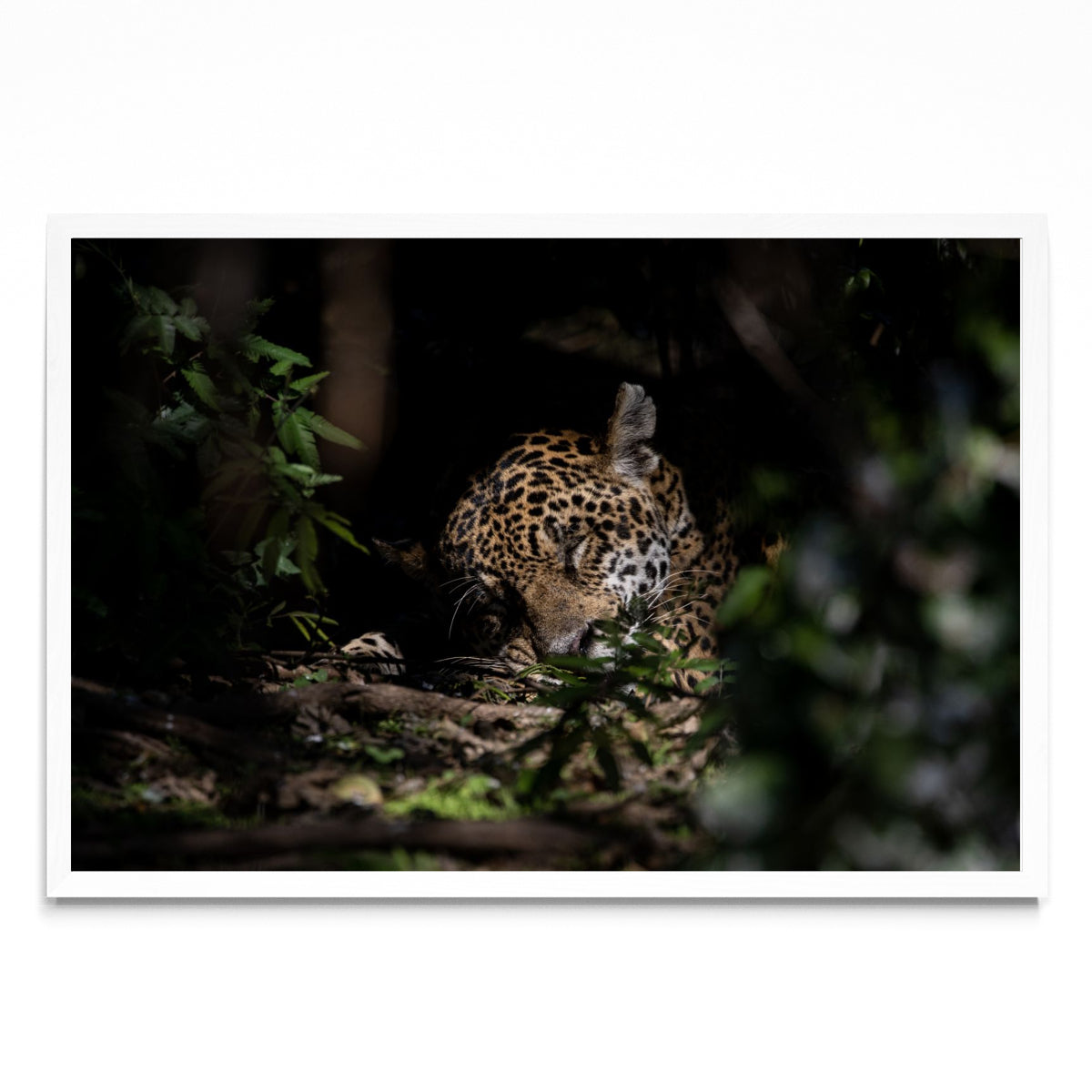 La siesta del Jaguar - FotoH BL