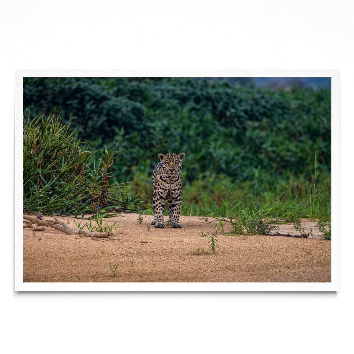 Yaguarete con actitud - FotoH BL
