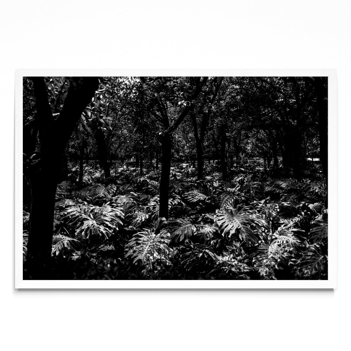 Jardines Reales - FotoH BL