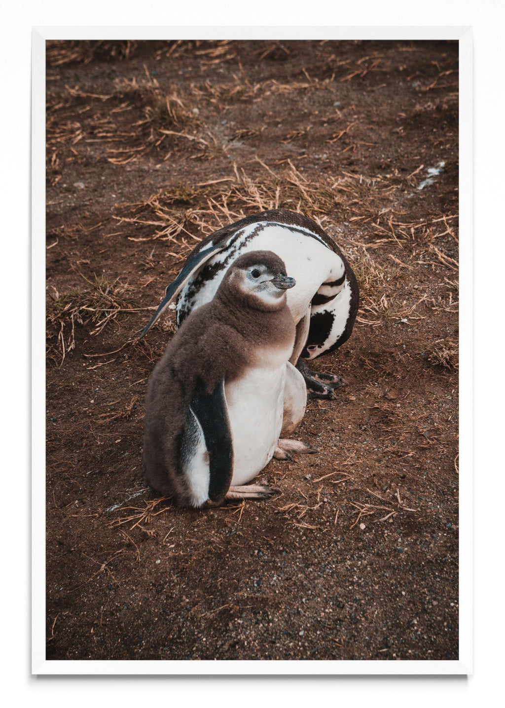 Pinguino en Isla Margarita - FotoV BL