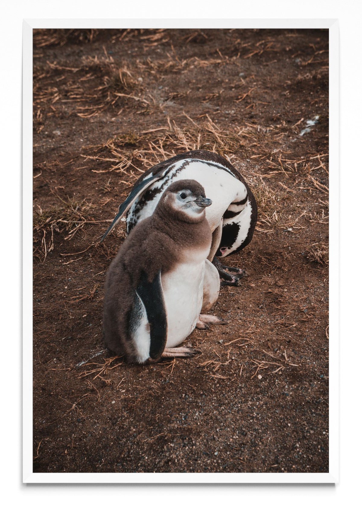 Pinguino en Isla Margarita - FotoV BL