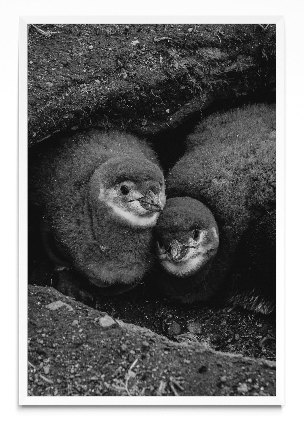 Retrato de Pinguinos Bebes - FotoV BL