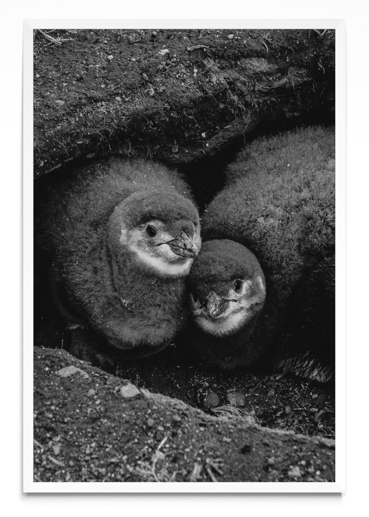 Retrato de Pinguinos Bebes - FotoV BL