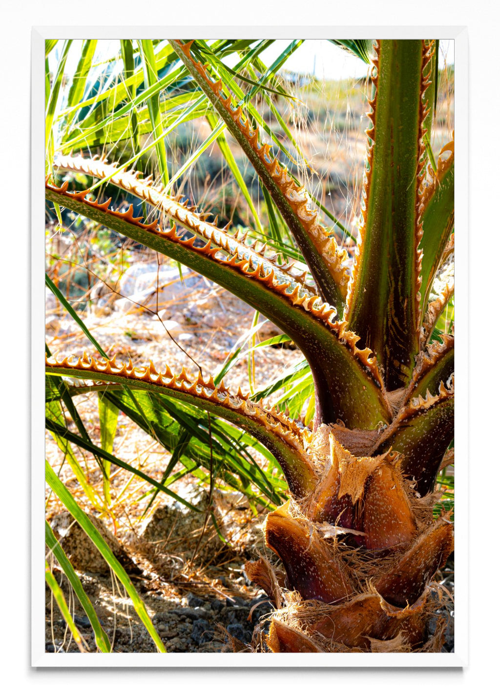 Vibrante palmera de vida - FotoV BL