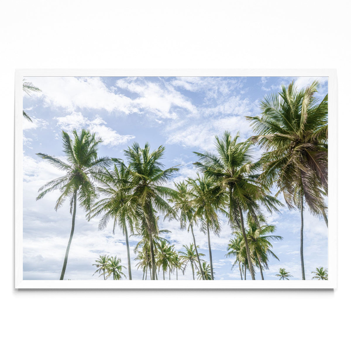 Tropico de cielos y palmas - FotoH BL