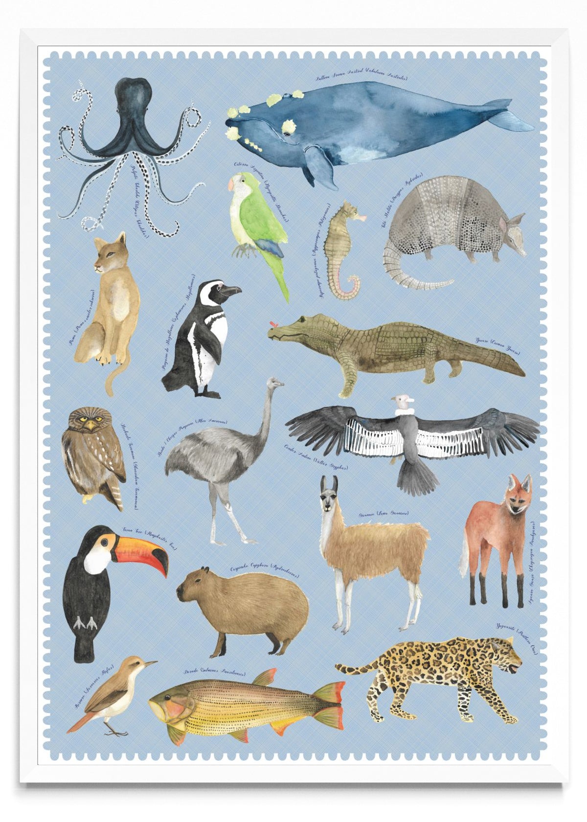 "Postales del Fin del Mundo" - Fauna Argentina - Retrato BL