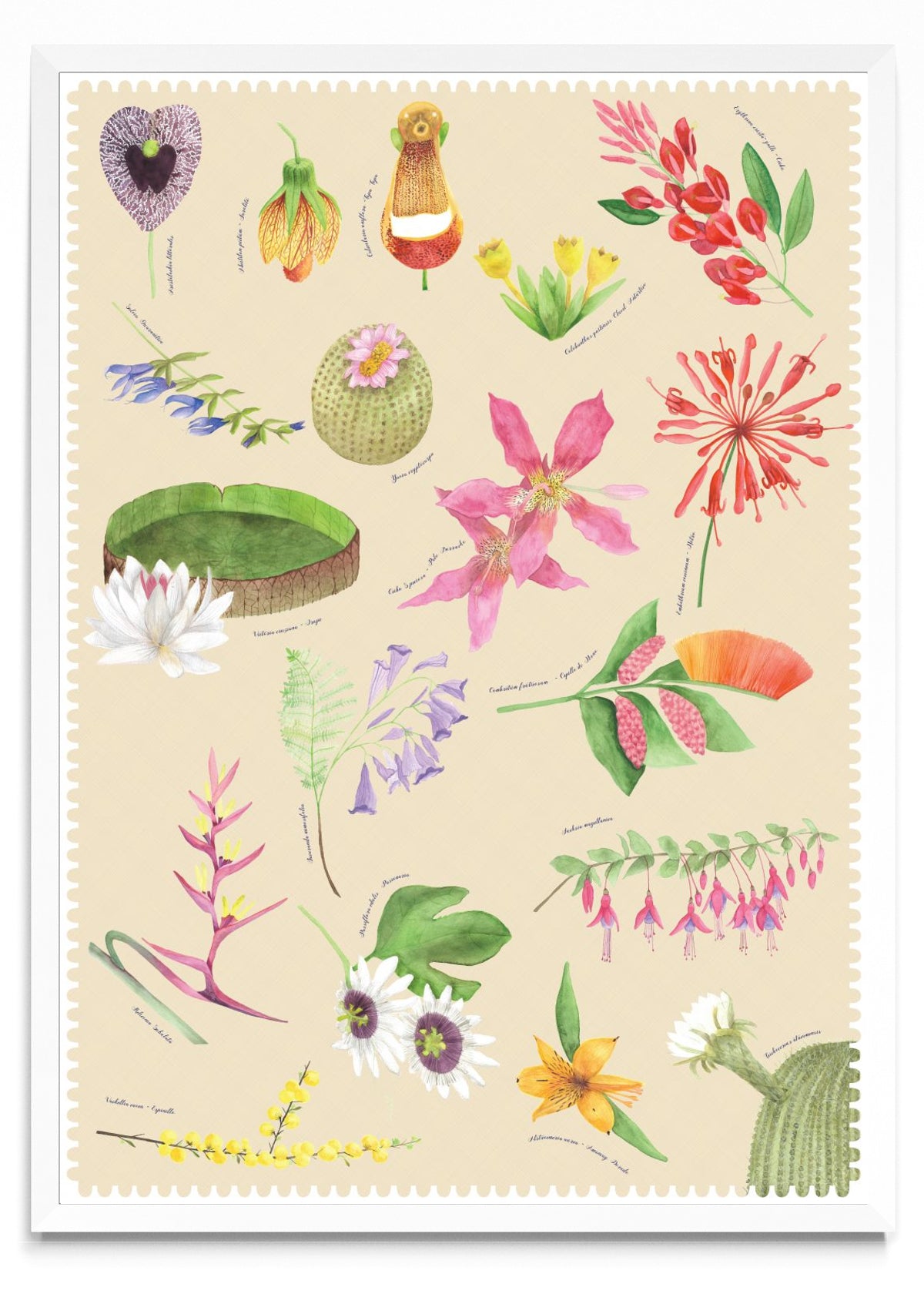 "Postales del Fin del Mundo" - Flora - Retrato BL
