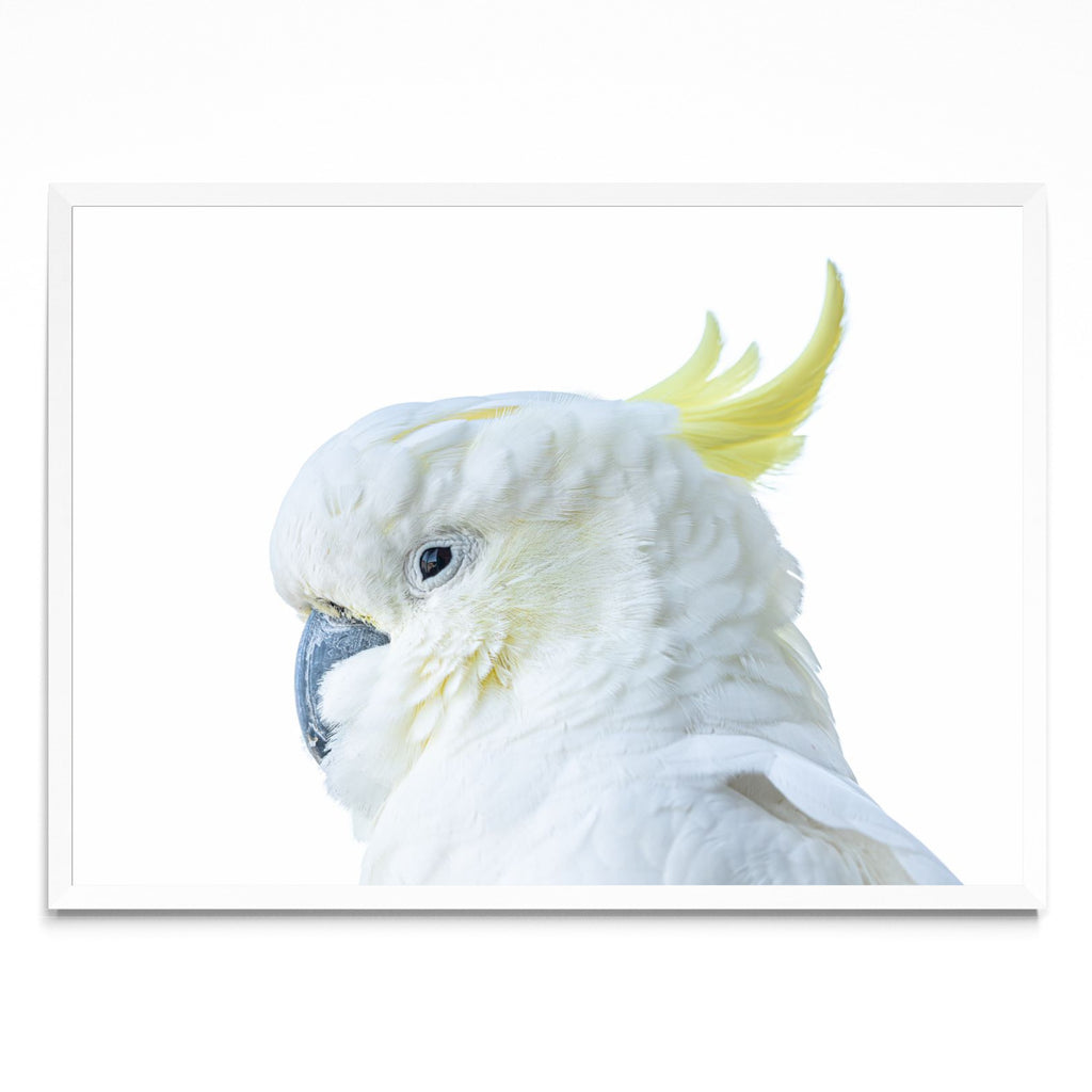 The Cockatoo - Paisaje BL