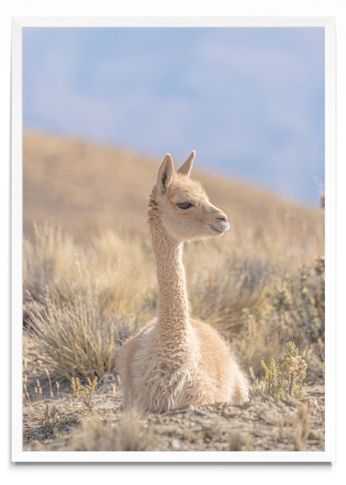 The vicuña 06 - Retrato BL