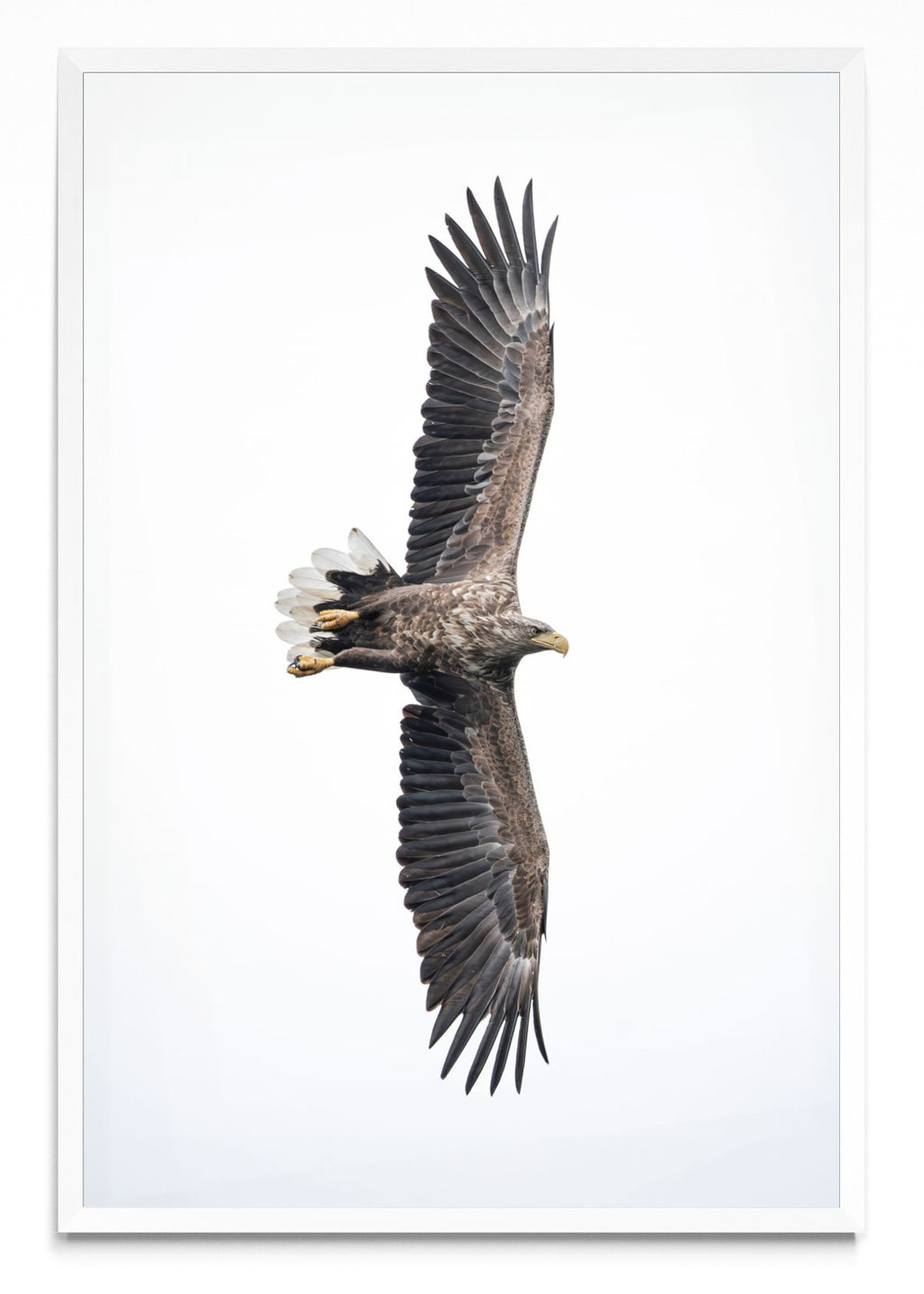 White-Tailed Eagle - FotoV BL