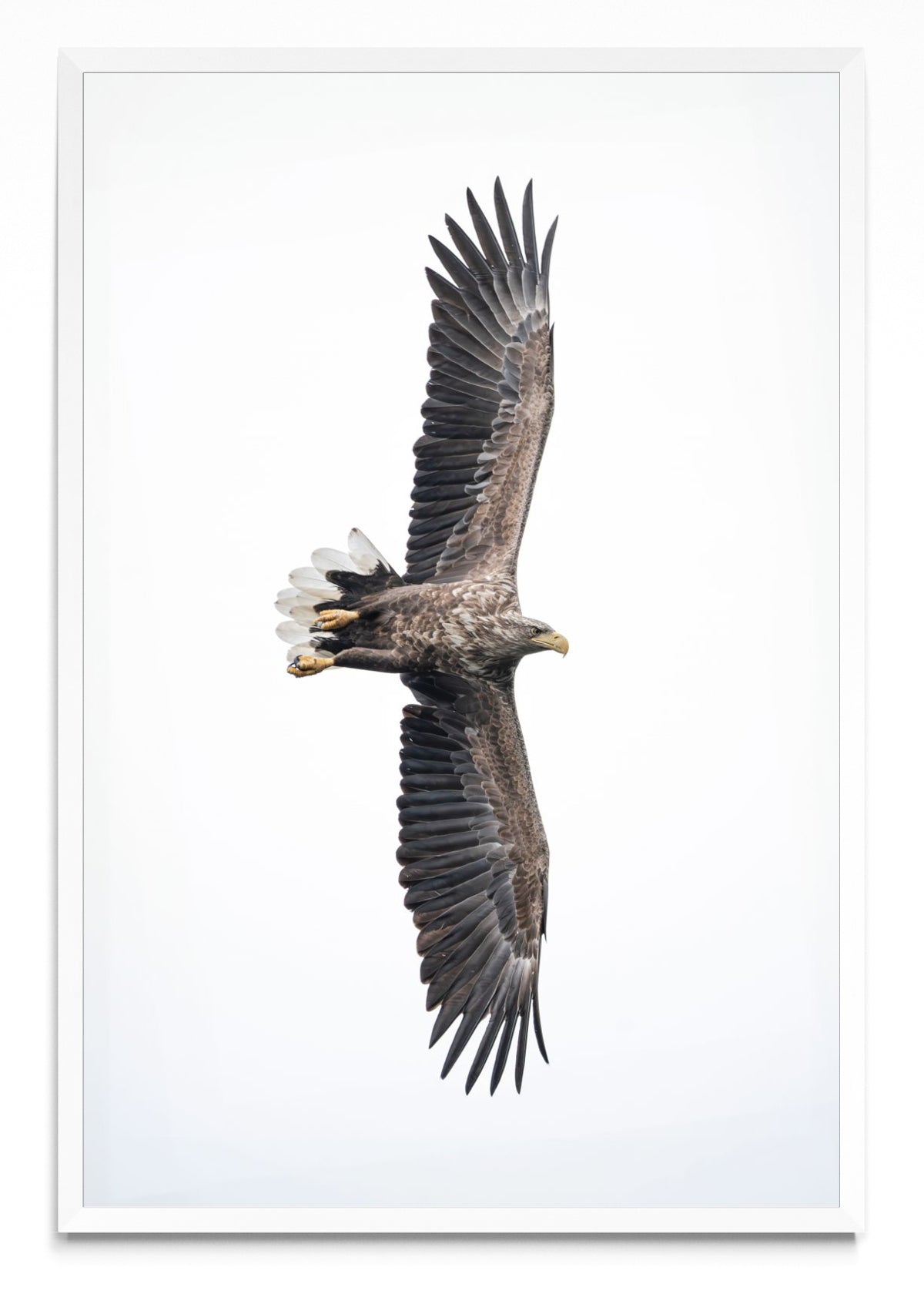 White-Tailed Eagle - FotoV BL