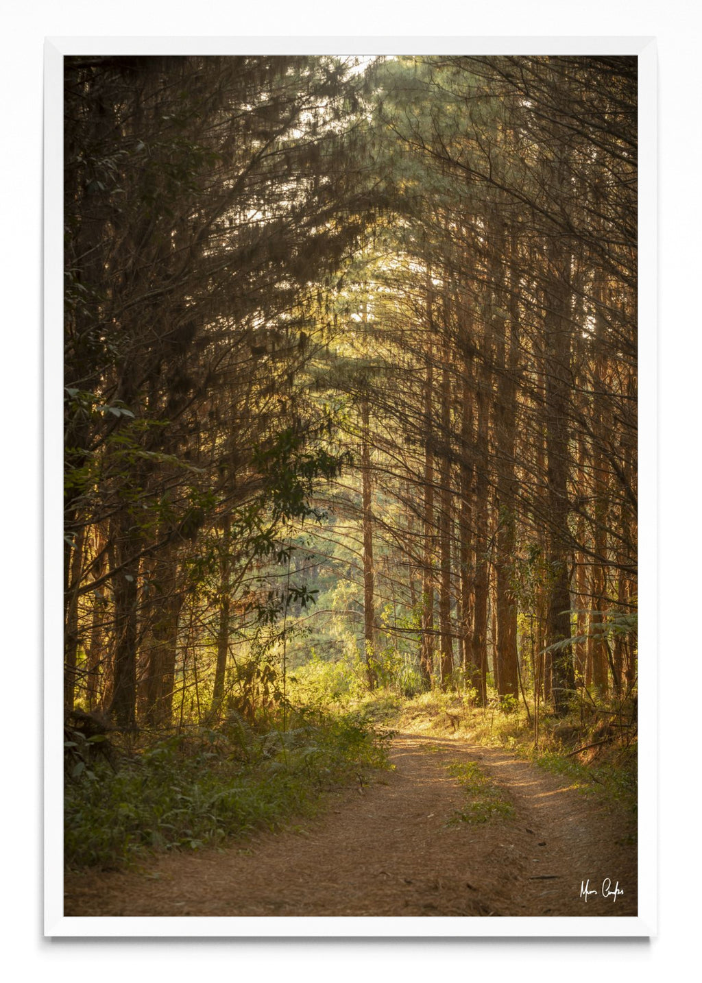 CAMINO DE VIDA - FotoV BL