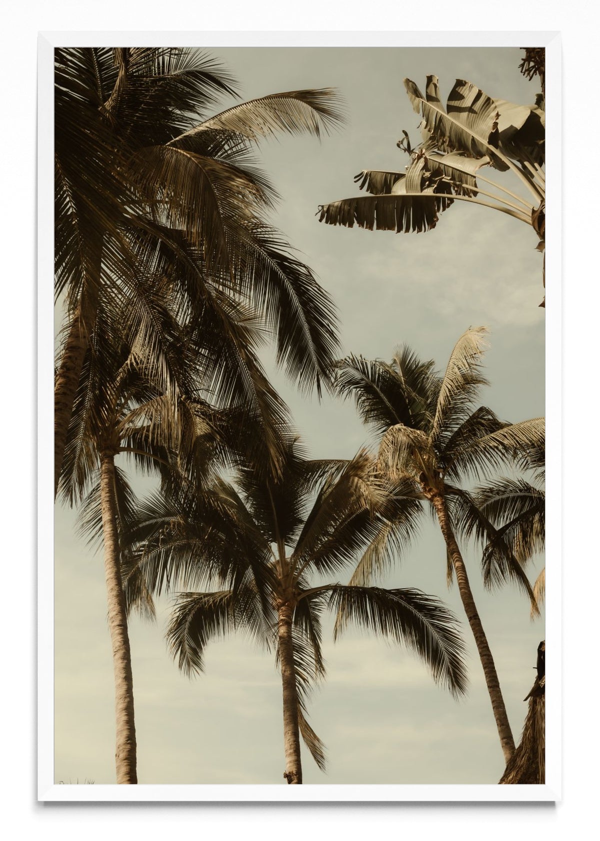 Sayulita Palms. Nayarit, México. - FotoV BL