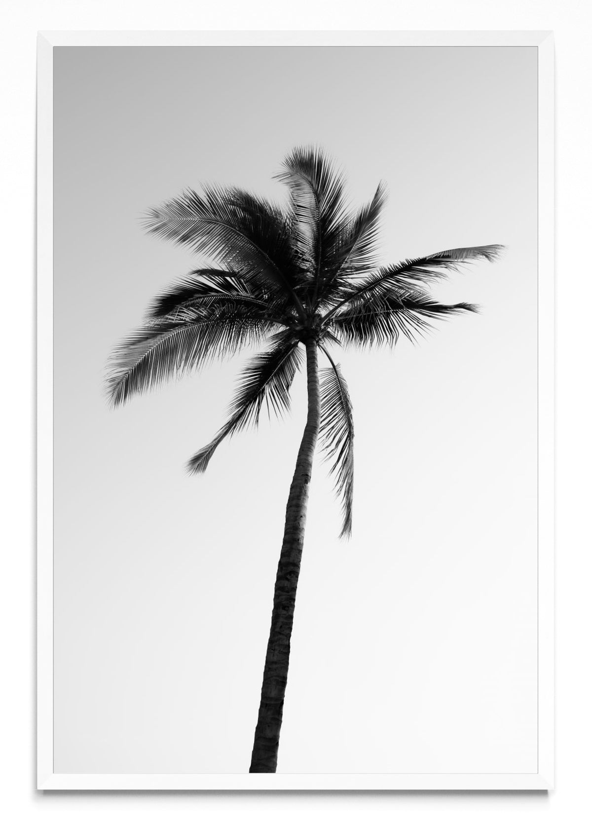 Sayulita Palm. Nayarit, México. - FotoV BL
