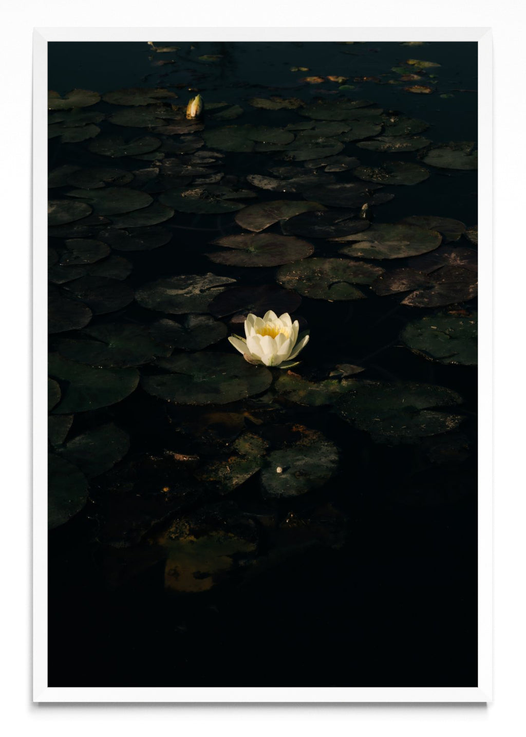 The White Lotus. Poderosa metamorfosis. - FotoV BL