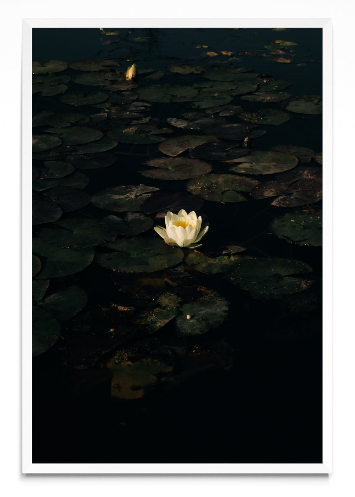 The White Lotus. Poderosa metamorfosis. - FotoV BL