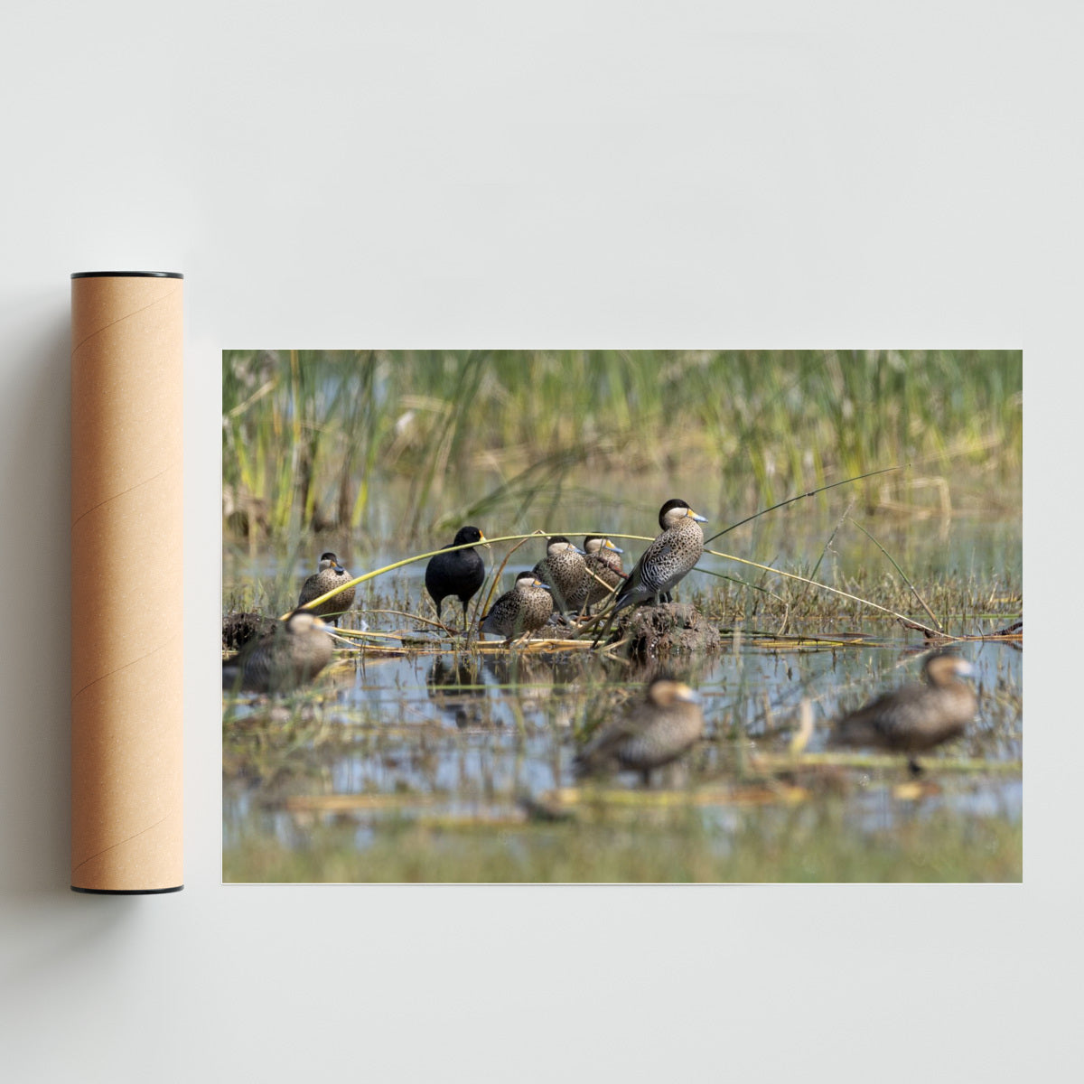 Patos Capuchino - FotoH solo print