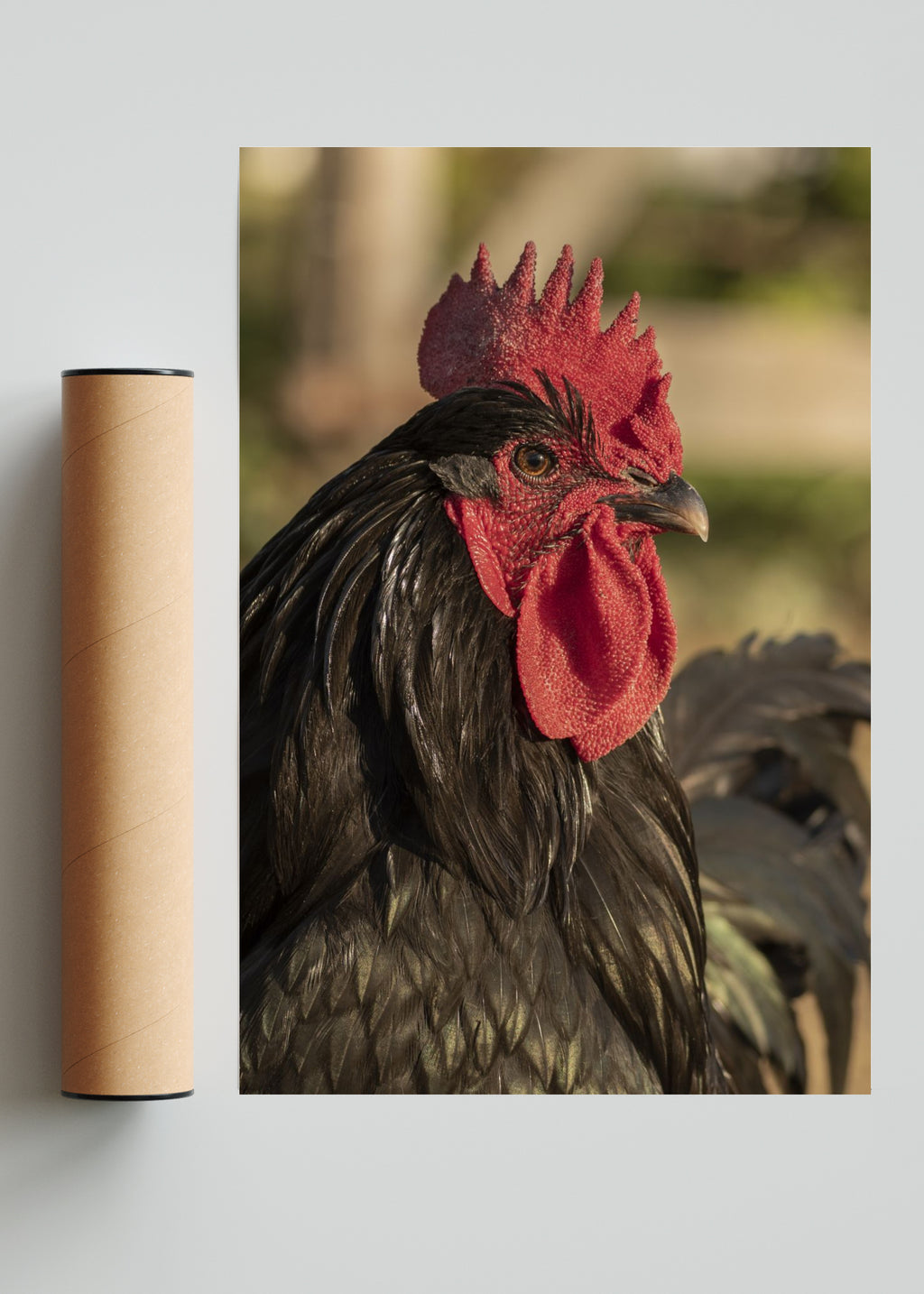 Gallo - FotoV Solo print