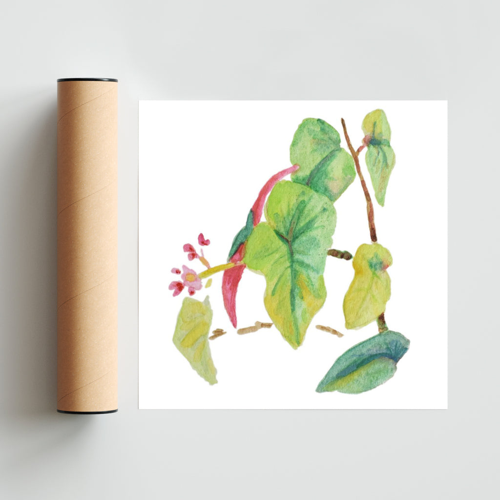 Caladium simple - Cuadrado solo print