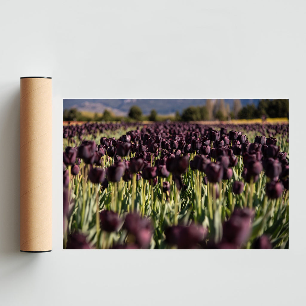 Tulipanes negros - FotoH solo print