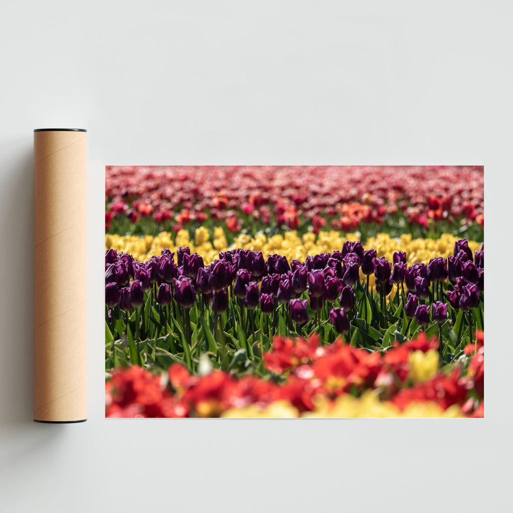 Paleta de colores - FotoH solo print