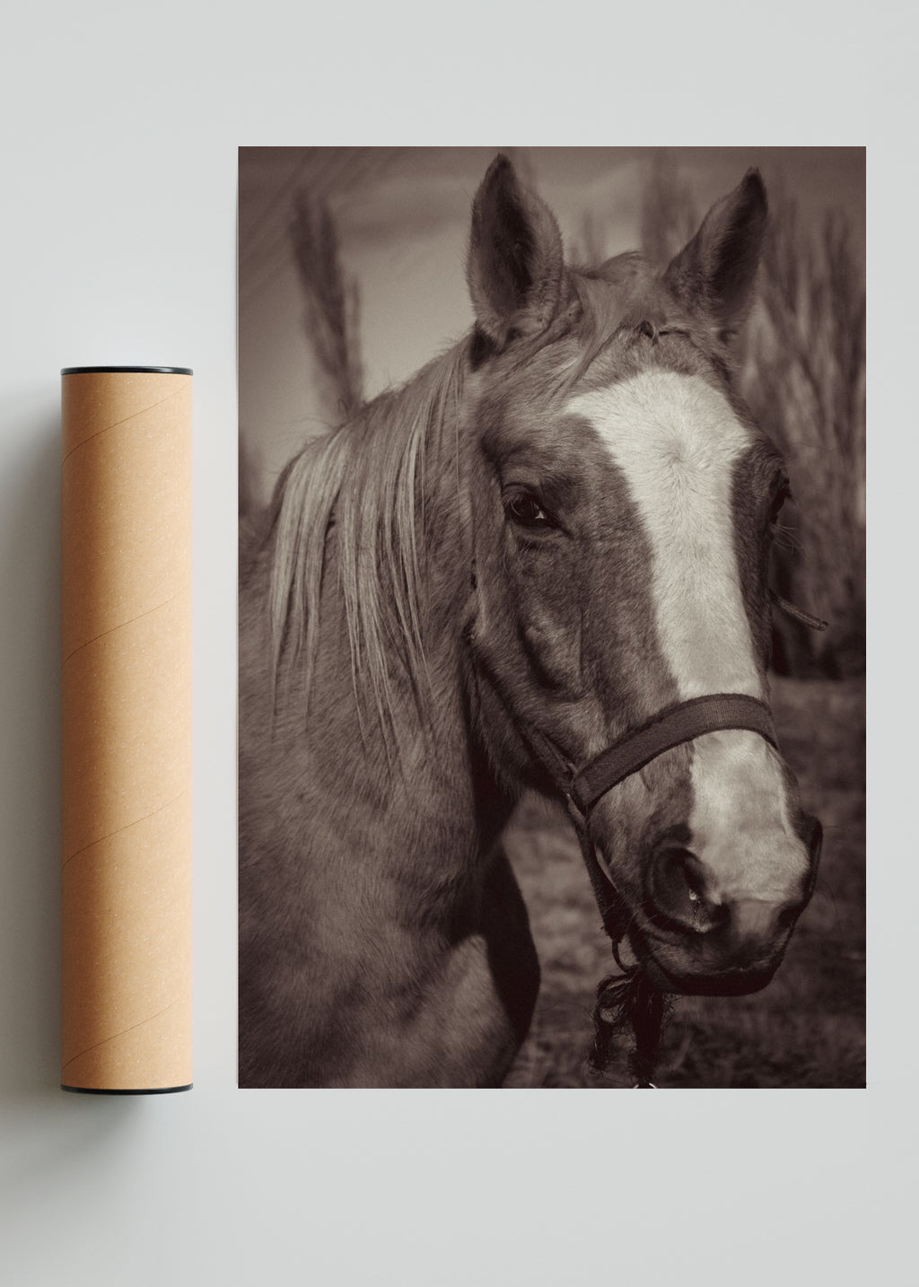 Raudo - FotoV Solo print